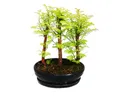 Exotenherz Zimmerpflanze Outdoor-Bonsai Metasequoia glyptostroboides kleiner Wald m. 3 Pflanzen