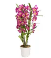 Dehner Traubenorchidee, üppige pinke Blüten, ca. 40-50 cm, Ø Topf 12 cm, Zimmerpflanze
