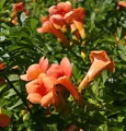 Chinesische Klettertrompete Grandiflora 125-150cm - Campsis grandiflora