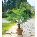 BALDUR Garten 2x Winterharte Kübel-Palme, Pflanzen im 13 cm-Topf, Chinesische Hanfpalme, Freilandpalme, Gartenpalme, Trachycarpus fortunei frostha...