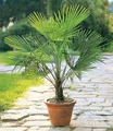 BALDUR Garten Zierstrauch Winterharte Kübel-Palme 2er-Set, 2 St., Hanfpalme, immergrün, winterhart, pflegeleicht