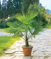 Winterharte Kübel-Palmen, 2 Pflanzen, Chinesische Hanfpalme Freilandpalme Gar...