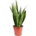 Value Greens Bogenhanf  Pflegeleicht & Elegant  Sansevieria Zeylanica  ca. 60 cm Hoch  Topf-Ø 17 cm