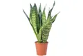 Flowerbox Zimmerpflanze Bogenhanf - Sansevieria zeylanica, pflegeleicht - Höhe ca. 65 cm, Topf-Ø 17 cm
