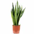 Bogenhanf - Sansevieria zeylanica - Höhe ca. 65 cm, Topf-Ø 17 cm