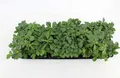 Pflanzen für Dich Bodendecker Pachysandra terminalis, 1 St., Ysander, Dickmännchen, Schattengrün, immergrün, bodendecker