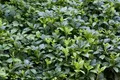 Pachysandra terminalis, Ysander, immergrün, ca. 9x9 cm Topf