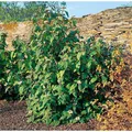 Viburnum Rhytidophylloides Willowwood 60–80 cm Immergrün