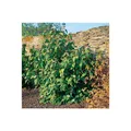 Viburnum rhytidophylloides 'Willowwood', 60-80 cm, immergrün