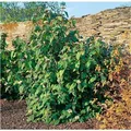 Viburnum rhytidophylloides 'Willowwood', 60–80 cm, immergrün