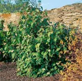 Viburnum rhytidophylloides 'Willowwood', 60–80 cm, immergrün
