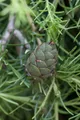 Larix kaempferi, Japanische Lärche, 60–80 cm