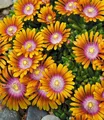 BALDUR Garten 9x Bodendecker Delosperma 'Fire Spinner®' Eisblumen, Pflanzen im 9x9 cm-Topf, Steingarten, winterharte Staude, trockenresistent, mehrjährig, bienenfreundlich, blühend