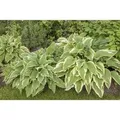 Hosta Sieboldii Funkie Ca. 9x9 cm Topf