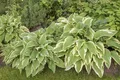 Hosta sieboldii, Funkie, grün-weiß, ca. 9x9 cm Topf