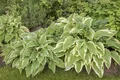 Pflanzen für Dich Staude Hosta sieboldii, 1 St., Funkie, Siebold-Funkie