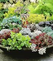 BALDUR Garten Bodendecker Winterharte Sedum-Mischung, 18 St., Steingartenpflanze, immergrün, winterhart, pflegeleicht