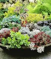 BALDUR Garten Winterharte Sedum-Mischung,18 Pflanzen
