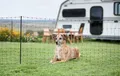 Ako Campingnetz 20 Meter 80cm grüner Doppelstift