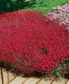 Pflanzen für Dich Staude Dianthus deltoides Brillant, 1 St., Heide-Nelke, Nelke