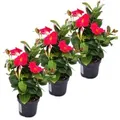 Exotenherz Dipladenia Chilenischer Jasmin 3 Pflanze Rosa Blühend