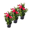Exotenherz Dipladenia - Chilenischer Jasmin - 3 Pflanze - rosa blühend