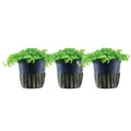 Aquarium Wasserpflanze 3 Stück Micranthemum tweediei Monte Carlo AquaOne 325 Set