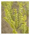 BALDUR Garten 1x Gold-Liguster, Pflanze im 9x9 cm-Topf, Ligustrum ovalifolium Aureum, Ligusterhecke, wintergrün, winterhart, mehrjährig, blühend, schnellwachsende Heckenpflanze