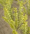 BALDUR Garten Zierstrauch Gold-Liguster, 1 St., Gehölze, winterhart, mehrjährig, pflegeleicht