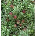 Großfrüchtige Moosbeere Cranberry 30-40cm - Vaccinium macrocarpon