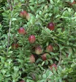Großfrüchtige Moosbeere Cranberry 30-40cm - Vaccinium macrocarpon