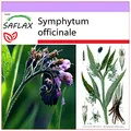SAFLAX - Heilpflanzen - Beinwell - 15 Samen - Symphytum officinale