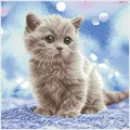 Diamond Dotz Squares Katze Bubbles (B08VWDC1K6)