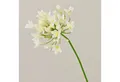 Kunstblume Agapanthus OMOLON, Creme, 75cm Agapanthus, artplants, Höhe 75.0 cm
