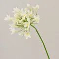 artplants Kunstblume Agapanthus OMOLON, Creme, 75cm