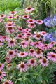 Echinacea purpurea 'Rubinstern', Sonnenhut, rubinrot, ca. 9x9 cm Topf