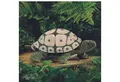 Folkmanis Handpuppen Handpuppe Folkmanis (Land)Schildkröte