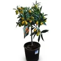 Sunny-Tree Kumquat Fortunella  3 Jahre Alter Zitrusbaum   Zitruspflanze mit Obst   90 Zentimeter   Ware