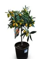 Sunny Tree - Kumquat Fortunella - 3 Jahre alt - Zitrusbaum - Zitruspflanze - Obst - 90 zentimeter -  Ware