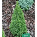 Zwerg Zuckerhutfichte 25-30cm - Picea glauca