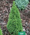 Zwerg Zuckerhutfichte 25-30cm - Picea glauca