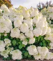 BALDUR Garten 1x Rispenhortensie 'Little Hottie', Pflanze im 9x9 cm-Topf, winterhart bis -25 °C, duftende Blüten, sehr robust, pflegeleicht, blühend, Hydrangea paniculata