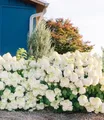 BALDUR Garten 1x Rispenhortensie 'Little Hottie', Pflanze im 9x9 cm-Topf, winterhart bis -25 °C, duftende Blüten, sehr robust, pflegeleicht, blühend, Hydrangea paniculata