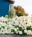 BALDUR Garten Zierstrauch Rispenhortensie 'Little Hottie', 1 St., Gruppenpflanzungen, winterhart, reichblühend, pflegeleicht