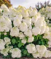 Rispenhortensie 'Little Hottie', 1 Pflanze