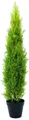 EUROPALMS Zypresse, Leyland, 120cm