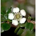 Hochstamm Immergrüne Kissenmispel 40-60cm - Cotoneaster microphyllus