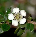 Hochstamm Immergrüne Kissenmispel 40-60cm - Cotoneaster microphyllus