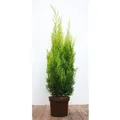Chamaecyparis,awsoniana 'Ivonne' 60-80 cm