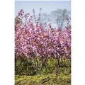 Prunus Serrulata Kanzan Japanische Blütenkirsche Rosa 80–100 cm